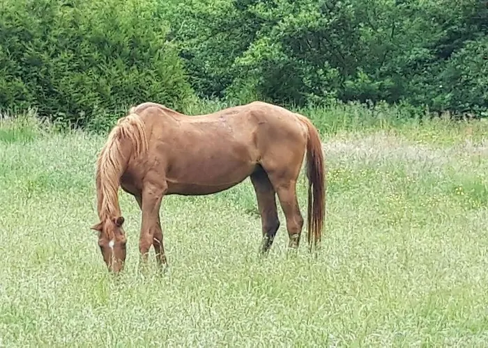 Le Petite Maison Du Crembreux Hébergement de vacances Marquise